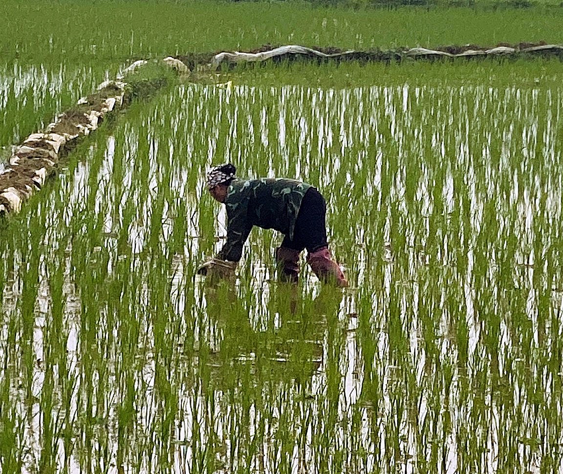 XÃ VĨNH THÔNG TĂNG CƯỜNG PHÒNG TRỪ SÂU BỆNH HẠI CÂY TRỒNG VỤ XUÂN NĂM 2026