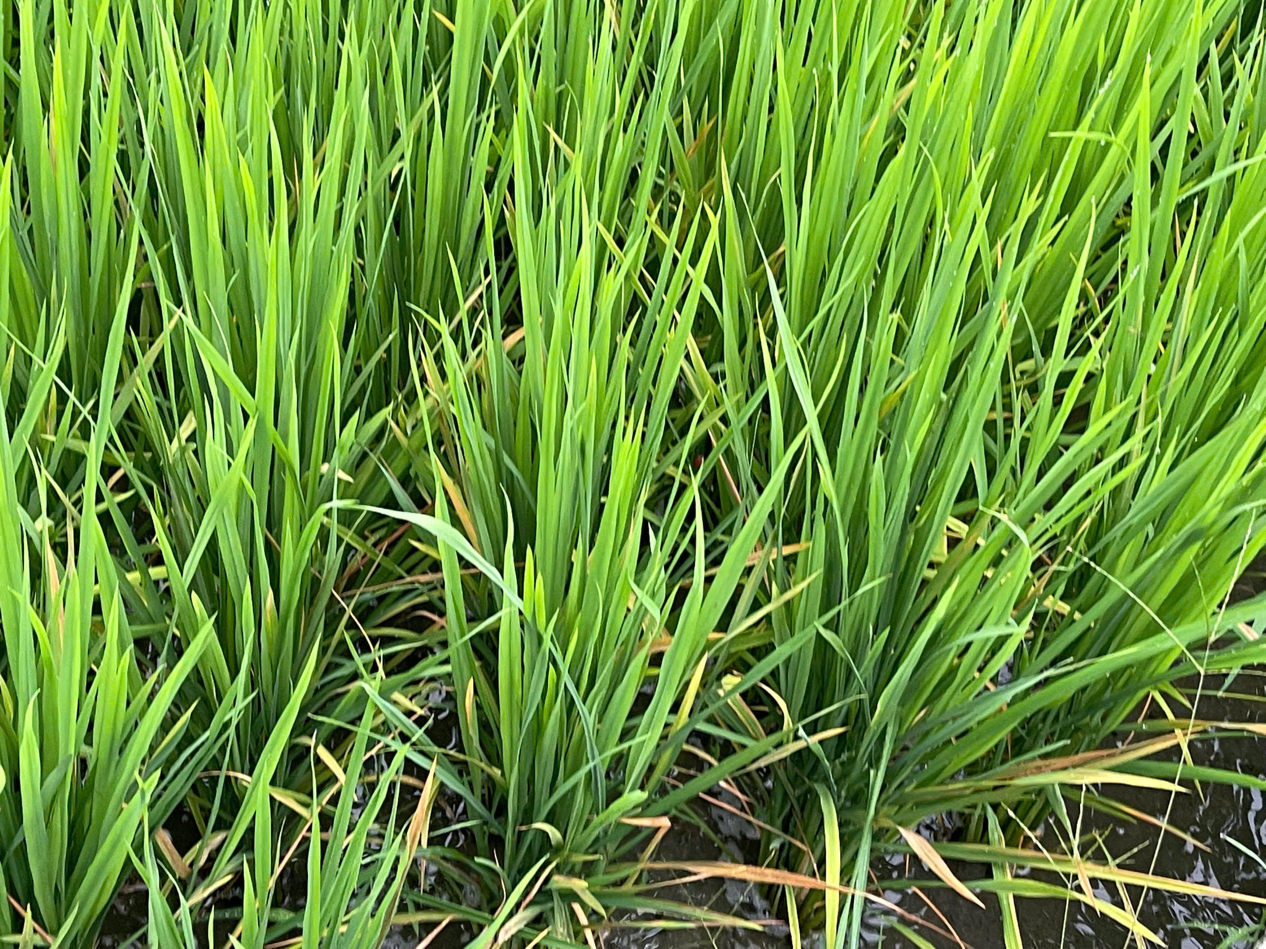 Phòng bệnh trên cây lúa