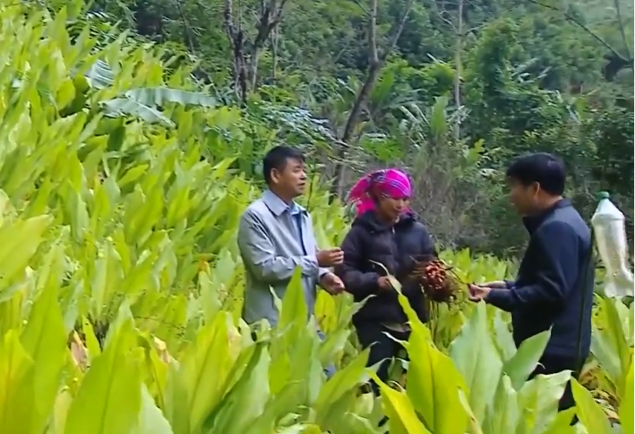 Kết nối nông sản (Cây nghệ)