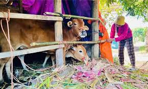 Description: Ảnh có chứa bò cái, gia súc, họ bò, ngoài trời
Nội dung do AI tạo ra có thể không chính xác.