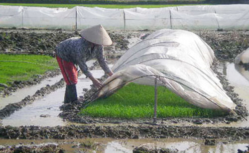 Description: Ảnh có chứa ngoài trời, cỏ, mặt đất, thực vật
Nội dung do AI tạo ra có thể không chính xác.