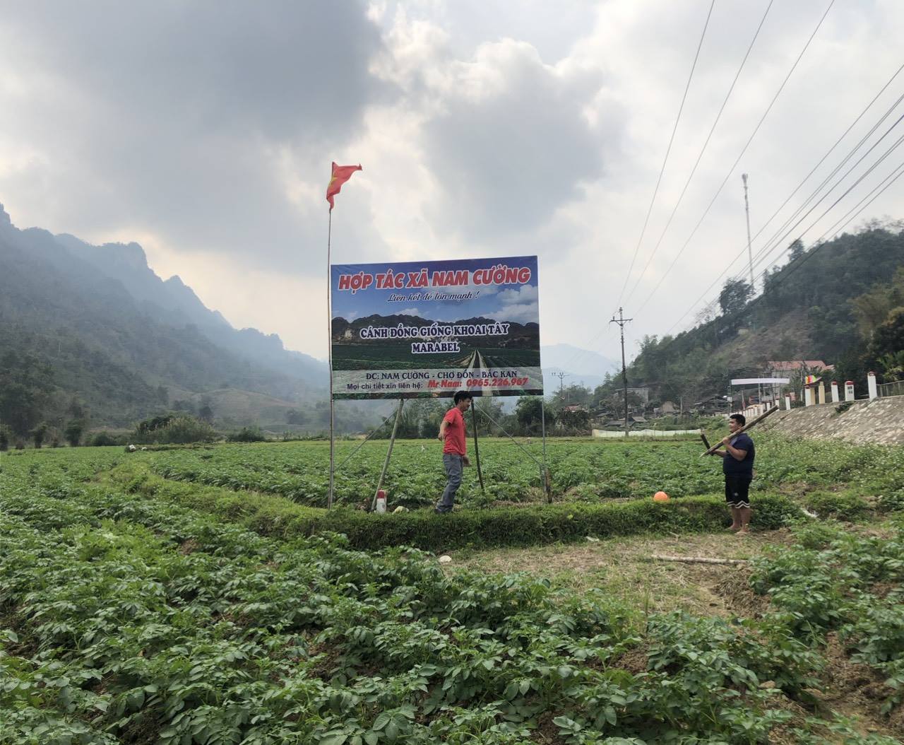 HTX NAM CƯỜNG THU HOẠCH KHOAI TÂY THUỘC DỰ ÁN LIÊN KẾTSẢN XUẤT GẮN VỚI TIÊU THỤ SẢN PHẨM KHOAI TÂY MARABEL (Thuộc chương trình mục tiêu Quốc gia xây dựng nông thôn mới giai đoạn 2021-2025)