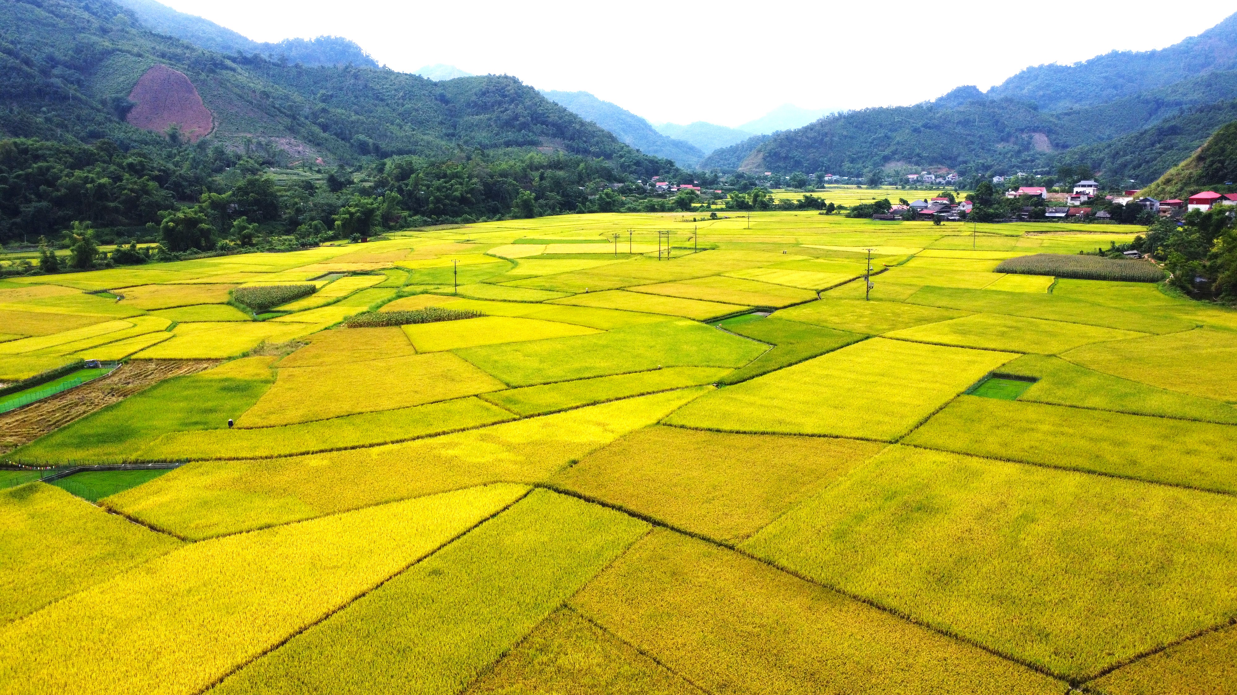 Nông dân xã Nam Cường đang tập trung thu hoạch lúa xuân