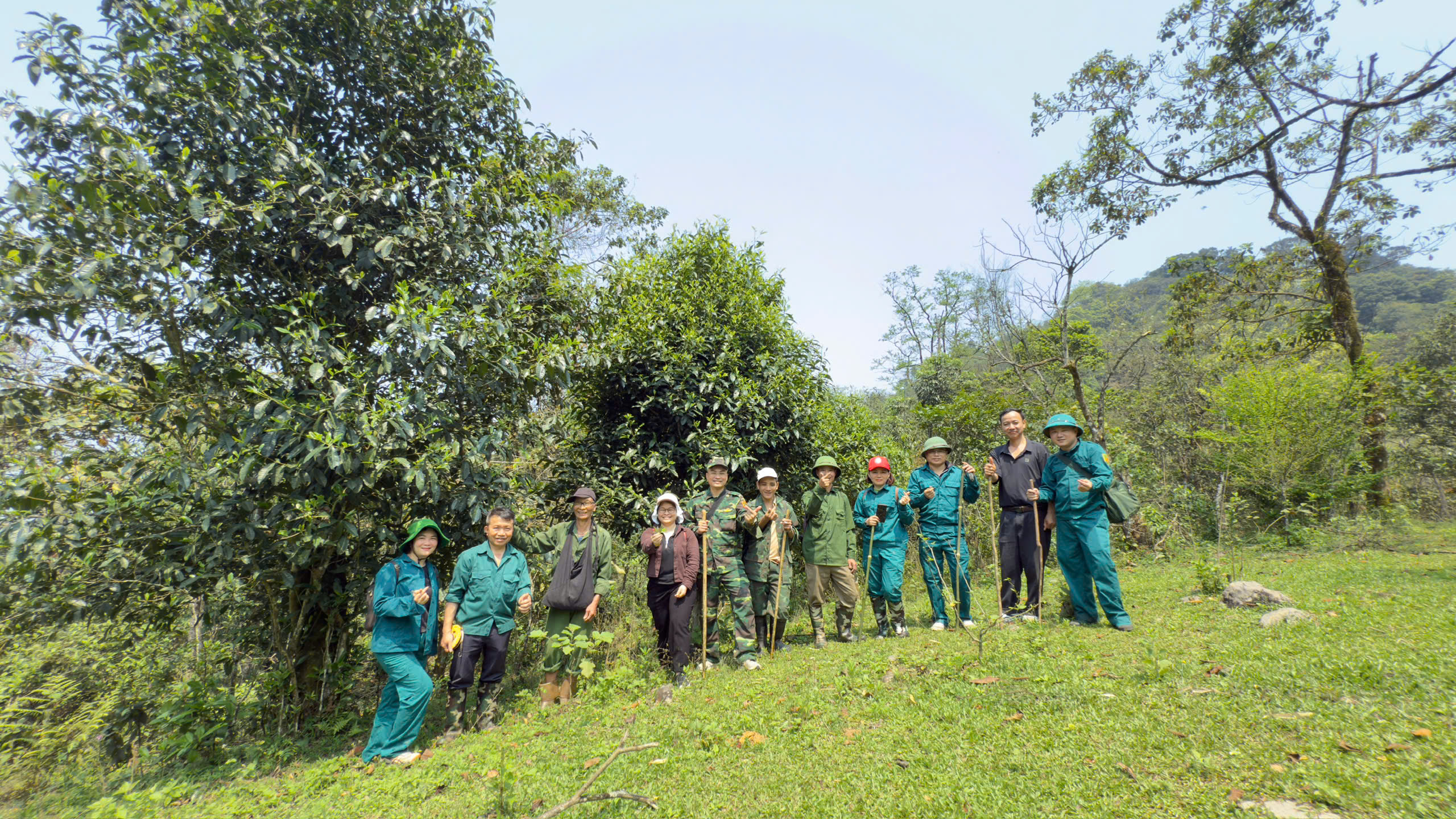Xã Quảng Bạch - Đánh thức tiềm năng cây chè Shan Tuyết cổ thụ