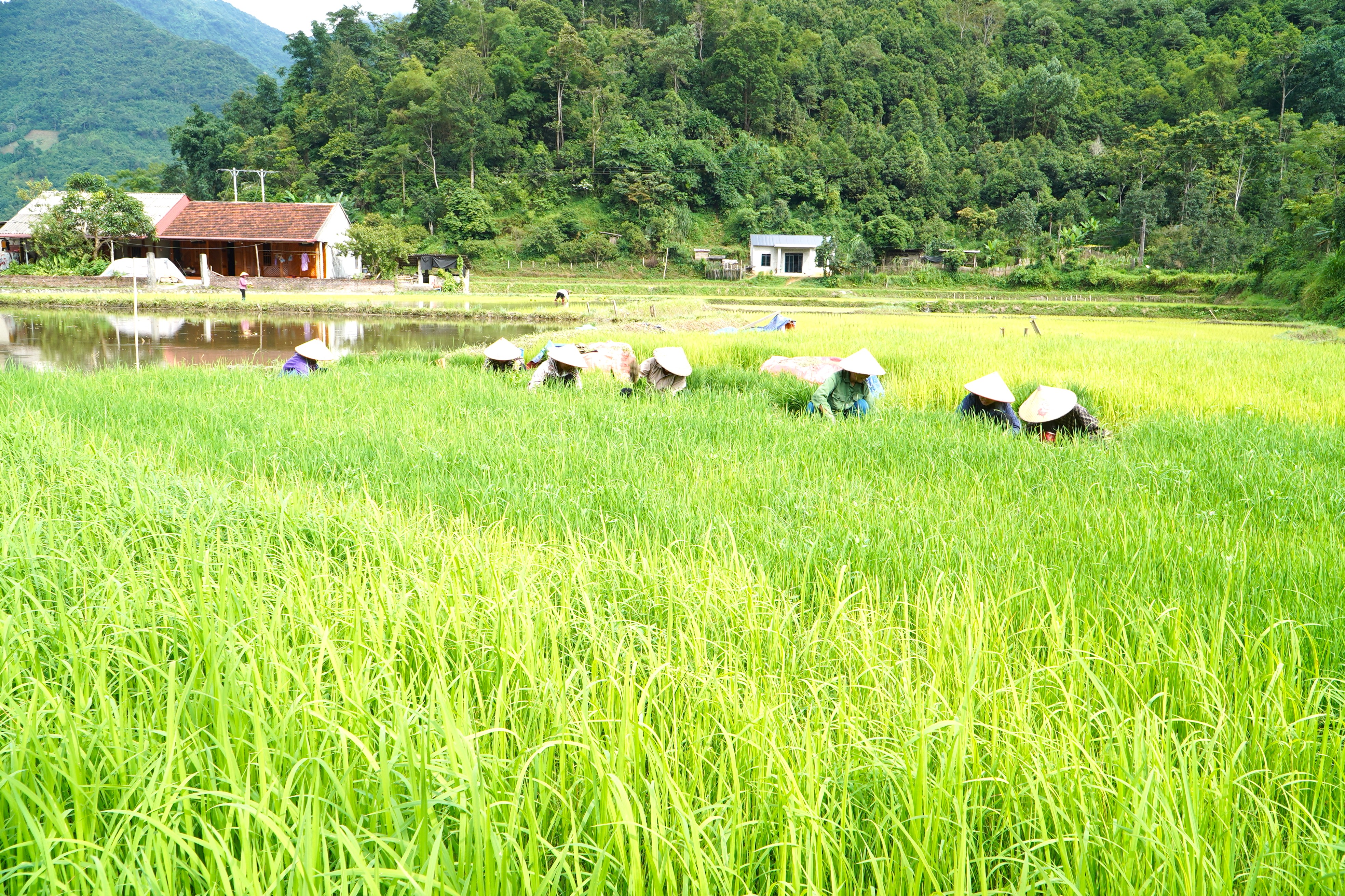 Anh-tin-bai