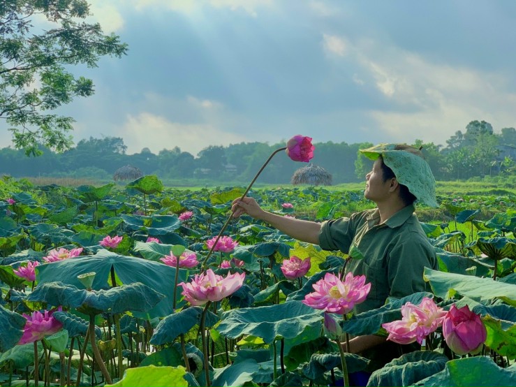 Khởi nghiệp từ trồng chè hữu cơ