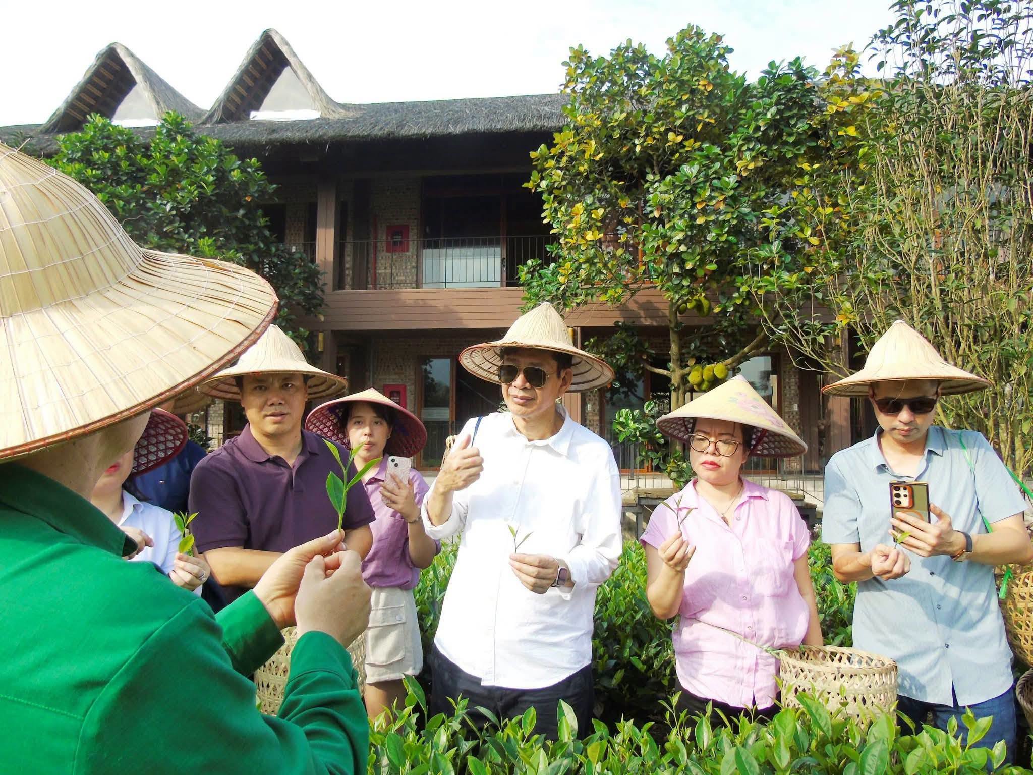 Hợp tác xã Trà và Du lịch cộng đồng Tiến Yên: mở rộng vùng chè theo hướng hữu cơ