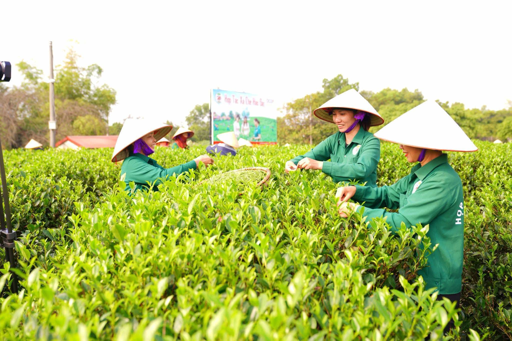 Một ngày mới trên những đồi chè Tân Cương