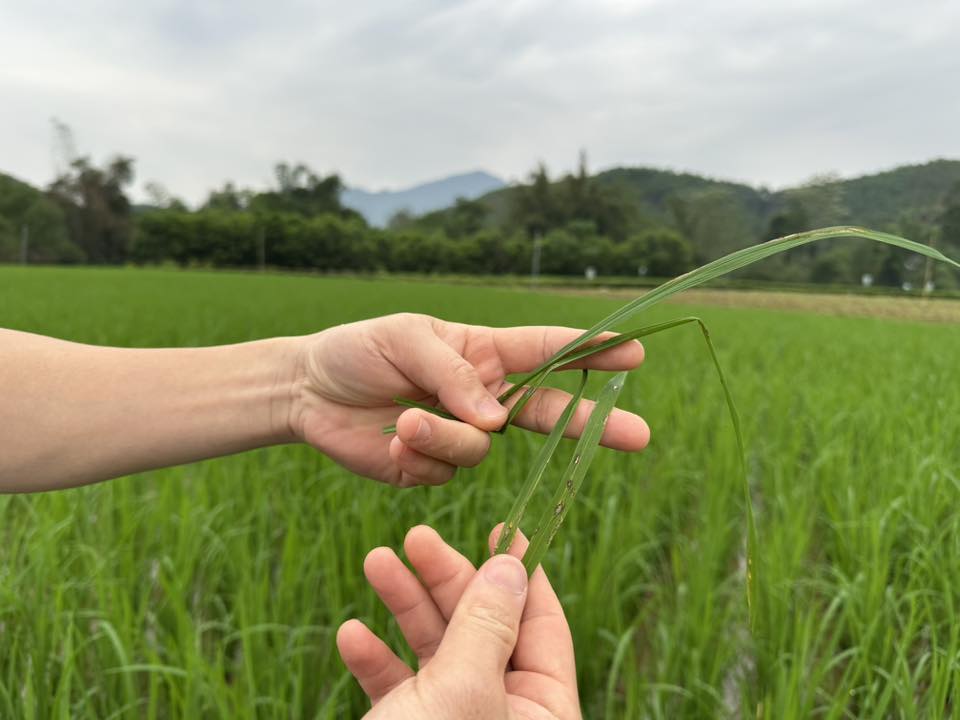 THĂM ĐỒNG KIỂM TRA SÂU BỆNH HẠI CÂY TRỒNG HƯỚNG DẪN CÔNG TÁC PHÒNG CHỐNG DỊCH BỆNH TRONG CHĂN NUÔI VÀ THỦY SẢN