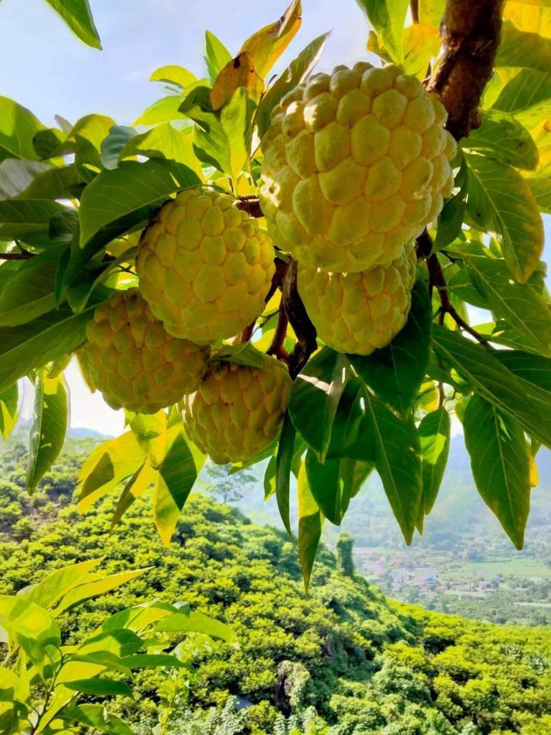 Sản phẩm Na La Hiên đạt sản phẩm OCOP 3 sao