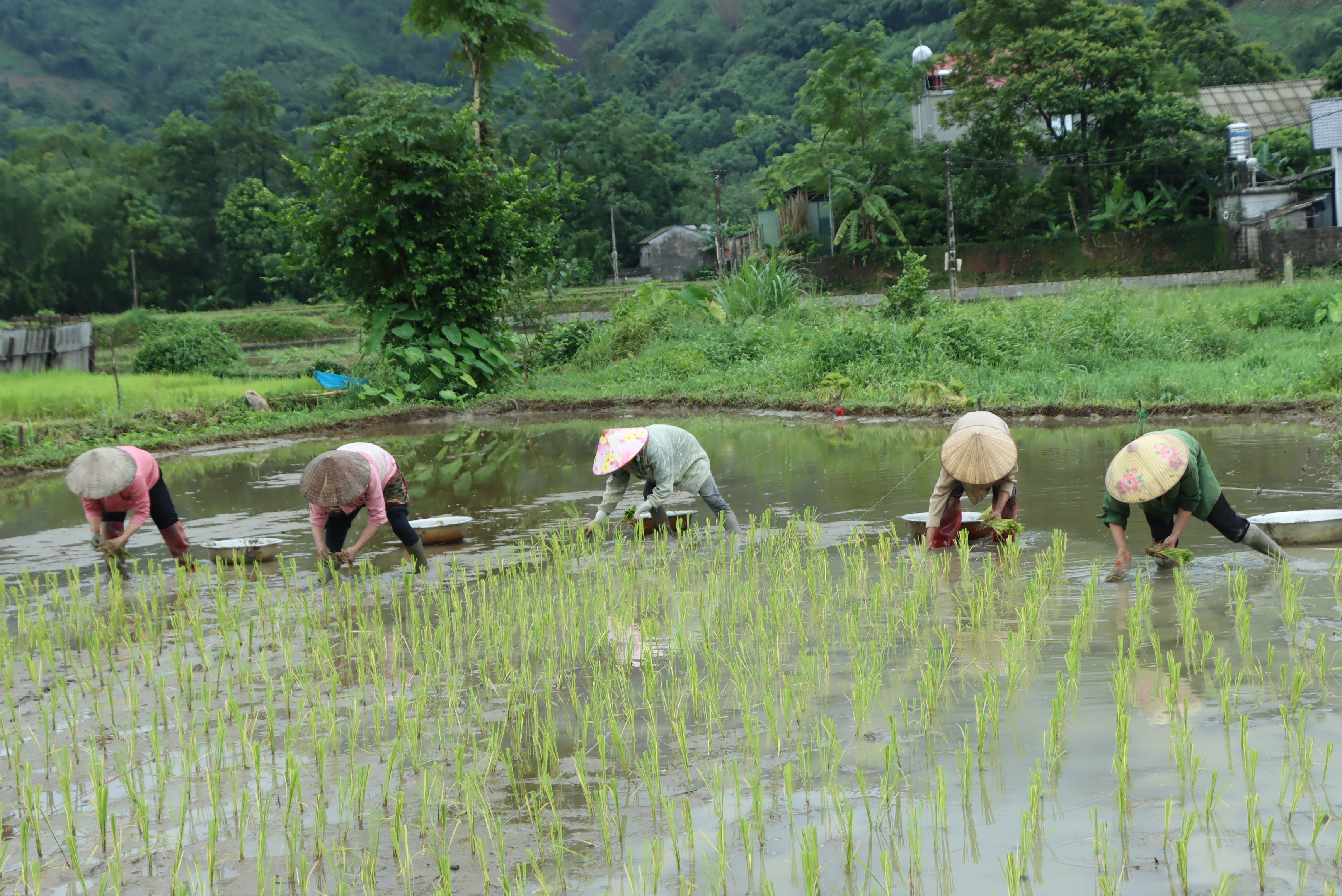 Võ Nhai tập trung sản xuất vụ Mùa đúng khung thời vụ