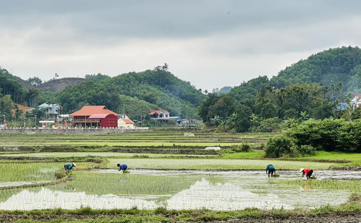 Hợp Thành tích cực gieo cấy vụ xuân
