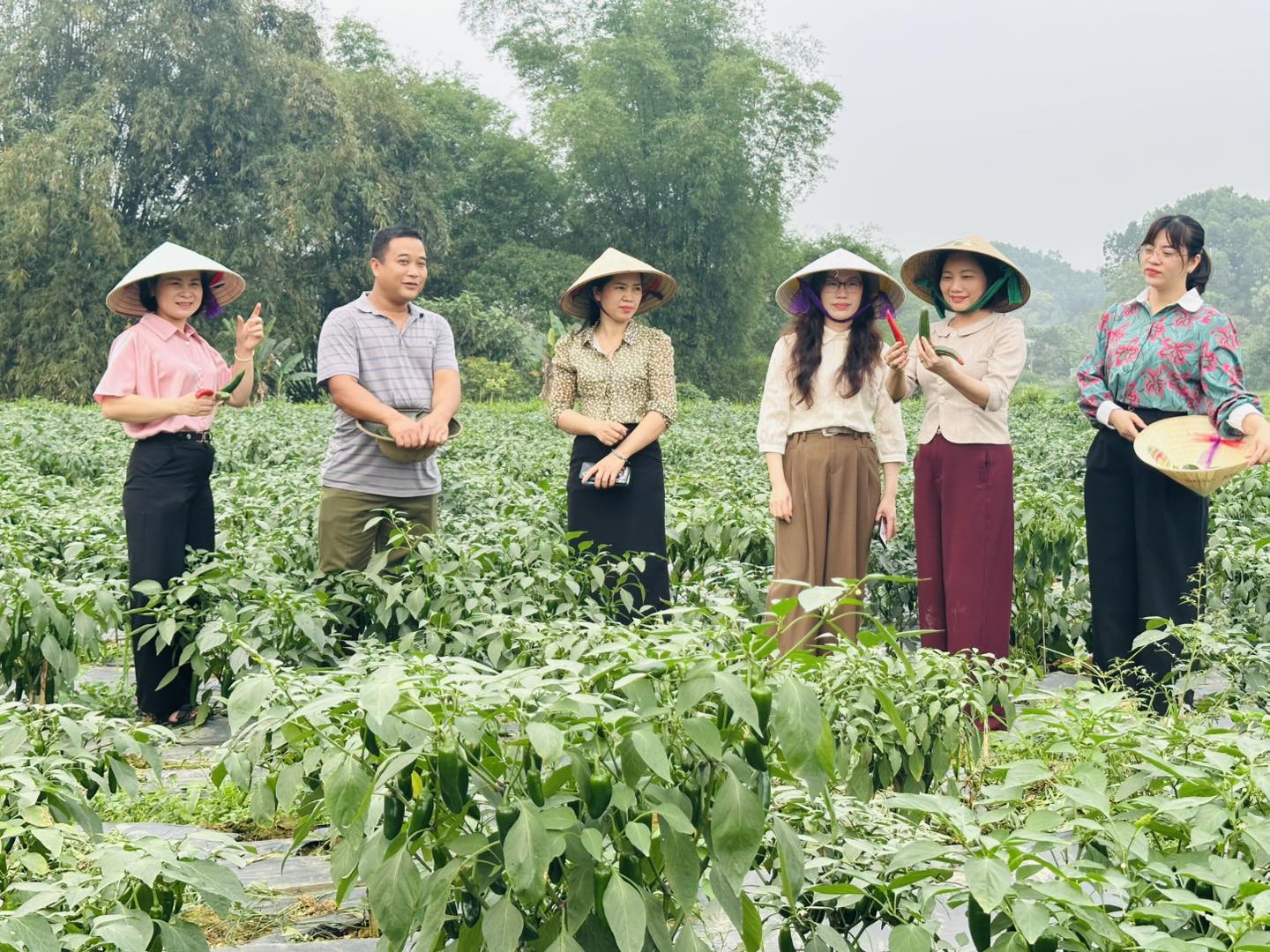 Triển vọng trồng ớt J xanh xuất khẩu ở Hợp Thành