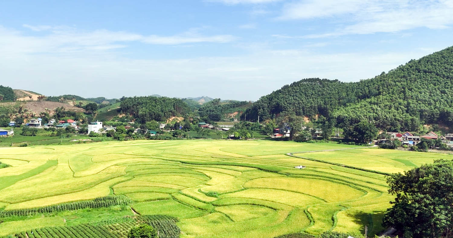 MÙA VÀNG Ở VÔ TRANH