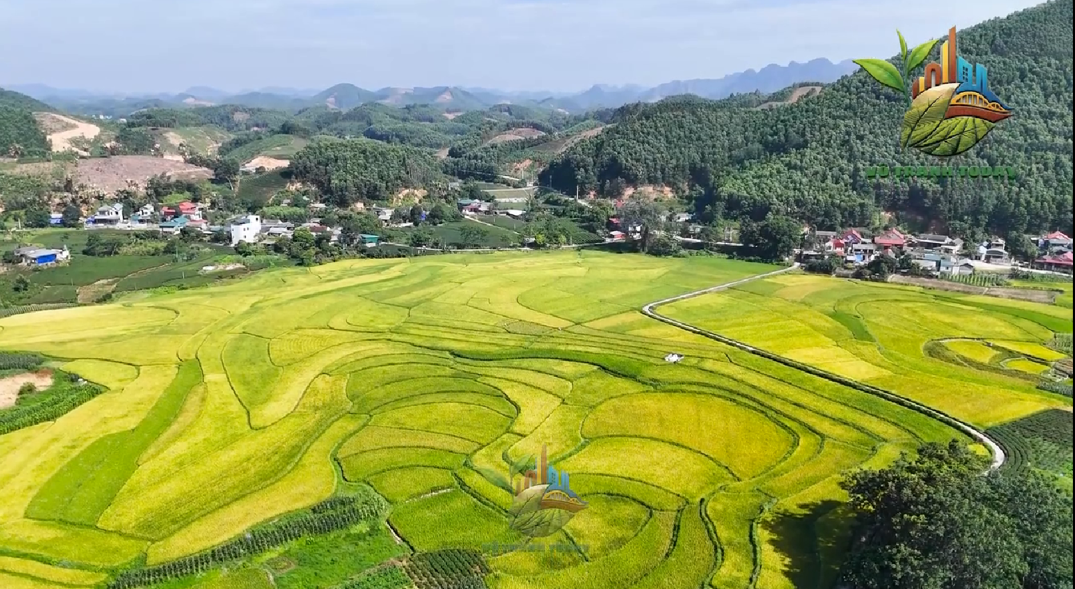 MÙA VÀNG Ở VÔ TRANH