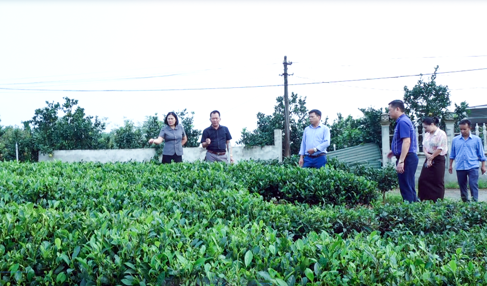 Vô Tranh khảo sát vùng chè, chuẩn bị tổ chức Hội thi hái chè hưởng ứng Festival Trà Quốc tế - Thái Nguyên năm 2026