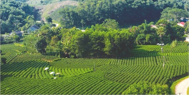 Xã Phú Lương tập trung phát triển, nâng cao giá trị sản phẩm chè  giai đoạn 2026–2030