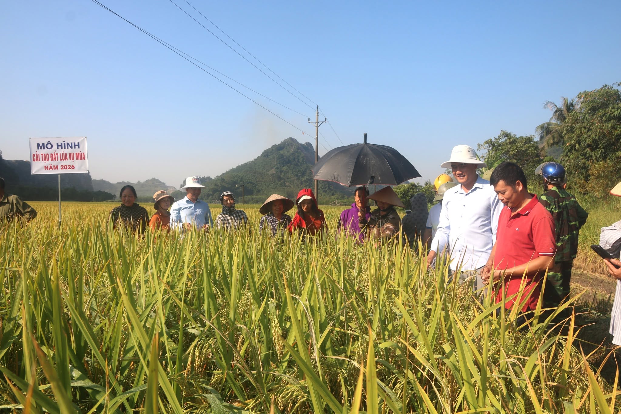 Tổng kết mô hình sản xuất lúa ứng dụng tiến bộ kỹ thuật gắn với tăng cường sử dụng phân bón hữu cơ nhằm bảo vệ, phát triển đất trồng lúa năm 2026.