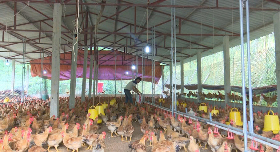 Đồng Hỷ: giá trị chăn nuôi tăng 128 tỷ đồng sau 5 năm