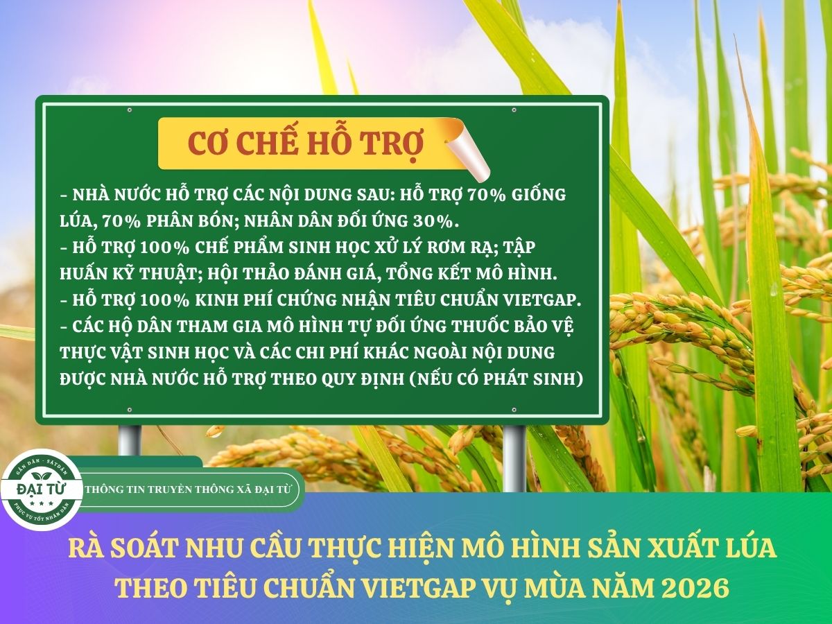 Xã Đại Từ rà soát nhu cầu thực hiện mô hình sản xuất lúa theo tiêu chuẩn VietGAP vụ mùa năm 2026