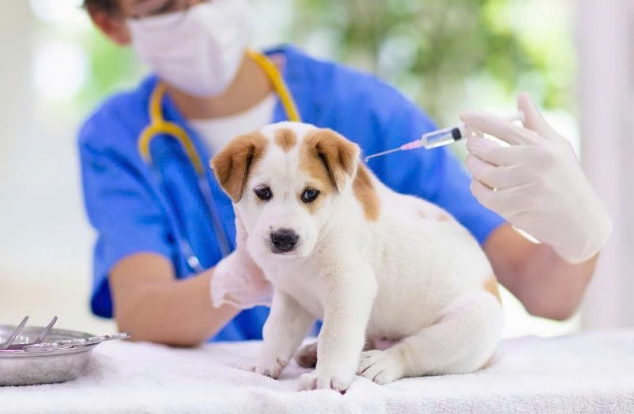 🐶💉 XÃ PHÚ THỊNH TÍCH CỰC TRIỂN KHAI TIÊM PHÒNG VẮC XIN DẠI CHO ĐÀN CHÓ, MÈO.