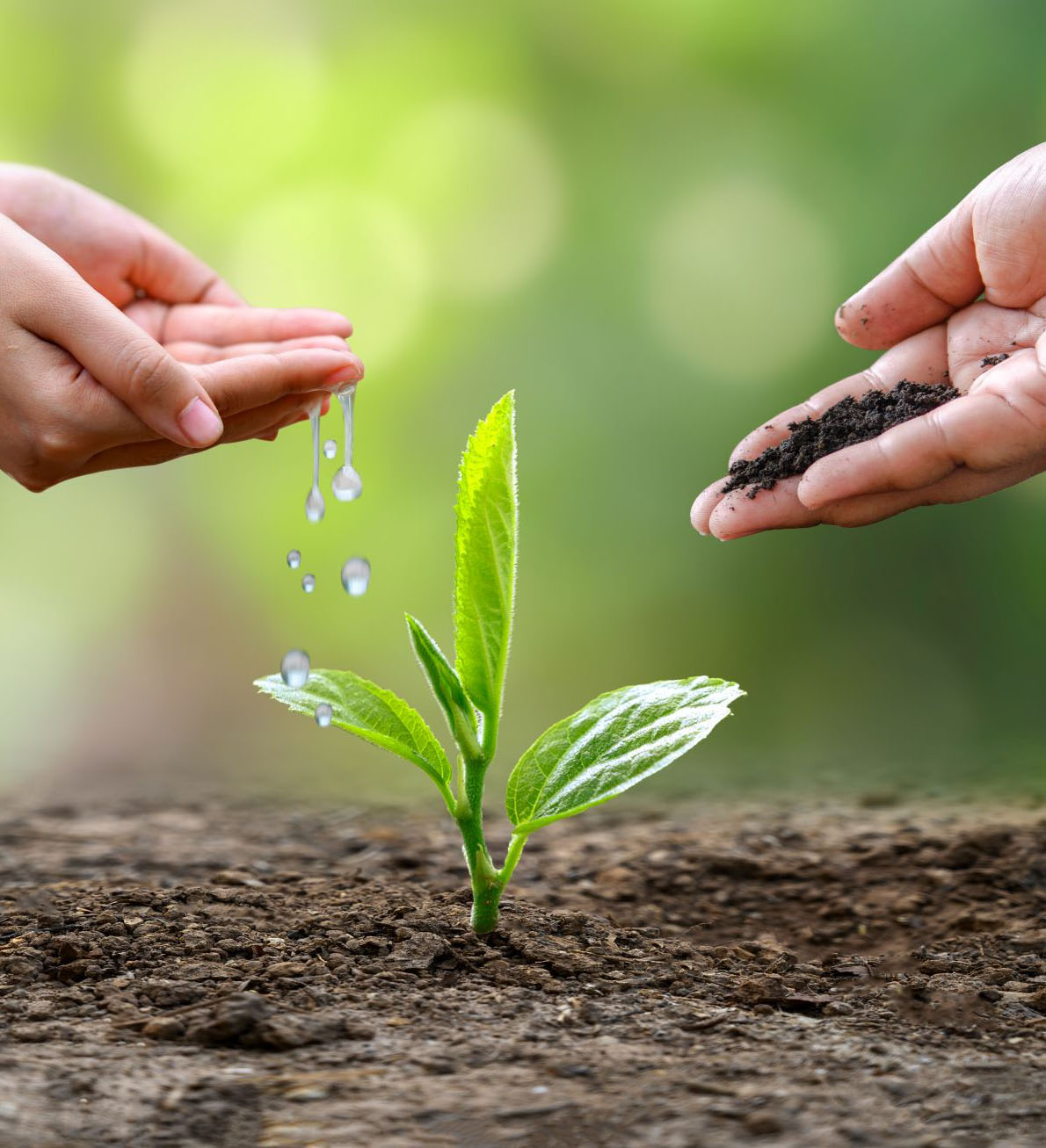 Tuyên truyền chung tay bảo vệ rừng và thực hiện tốt công tác phòng cháy, chữa cháy rừng