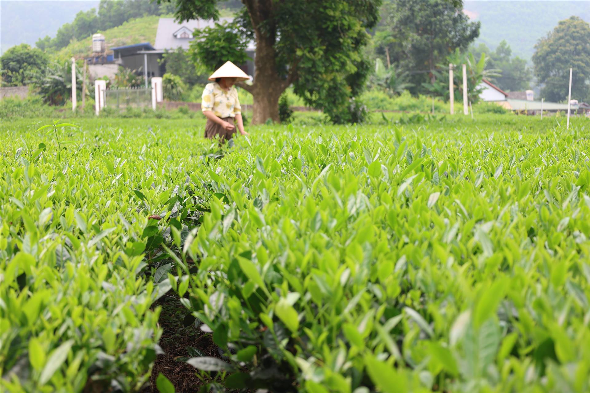 Hướng dẫn phòng trừ sâu bệnh hại trên cây chè