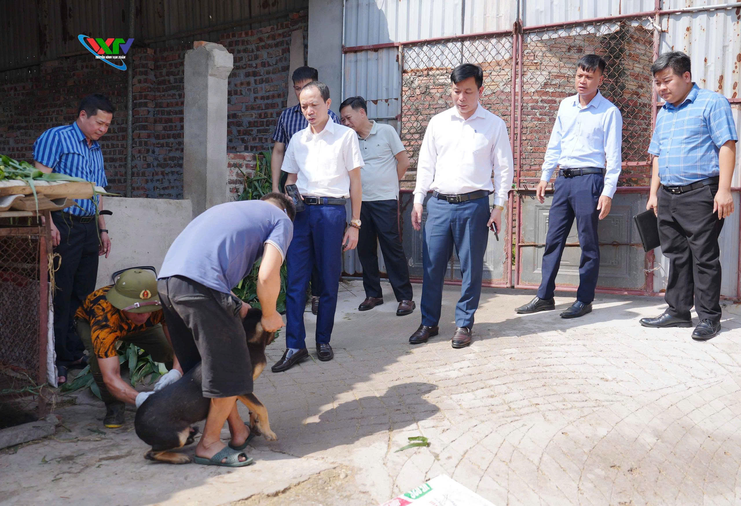 Phường Vạn Xuân ra quân tiêm phòng bệnh dại cho đàn chó, mèo