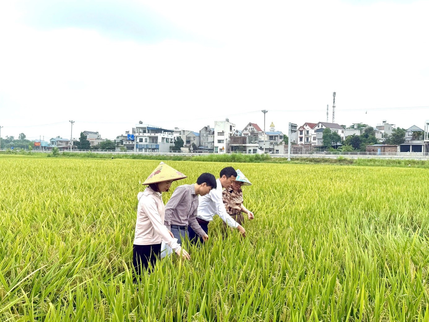 UBND Xã Thành Công tổ chức đi thực địa thăm đồng, đánh giá năng suất lúa vụ Xuân năm 2026