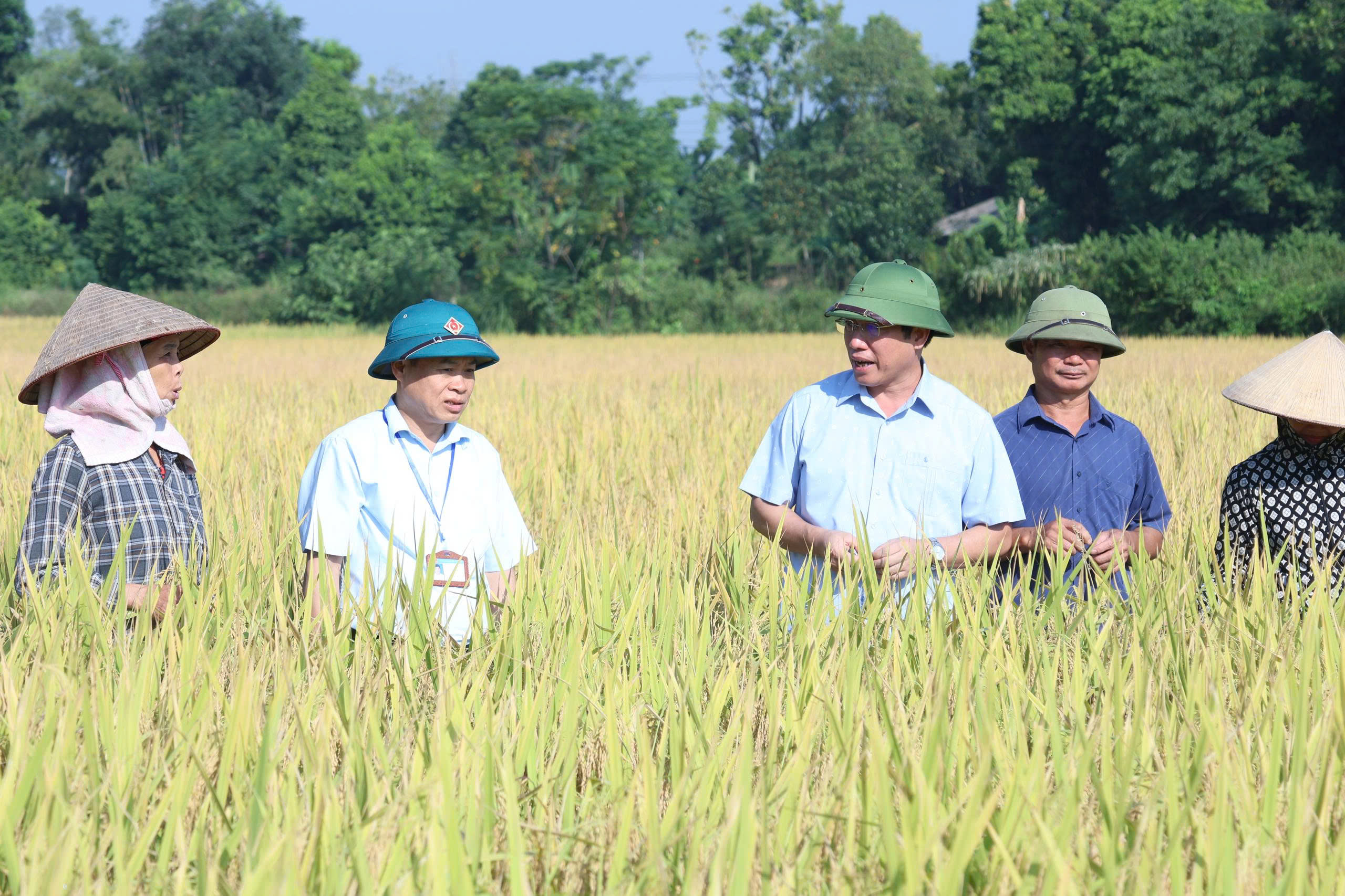 LÃNH ĐẠO XÃ TÂN THÀNH KIỂM TRA, ĐÁNH GIÁ MÔ HÌNH SẢN XUẤT LÚA CHẤT LƯỢNG CAO VỤ MÙA NĂM 2026