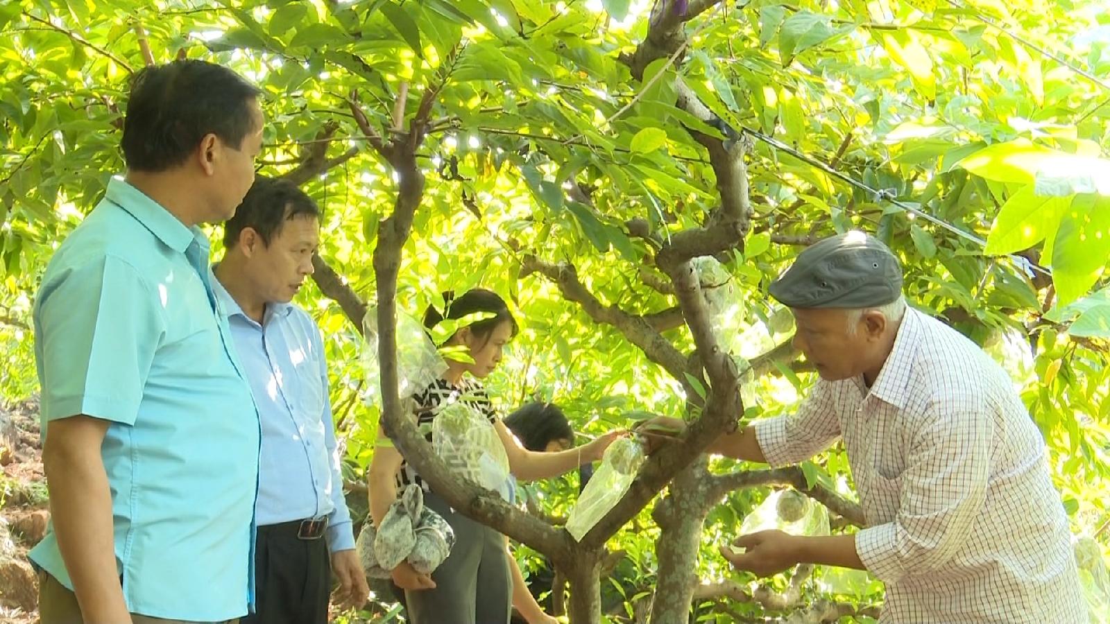 Nearly 1,100 hectares of fruit trees meet VietGAP standards