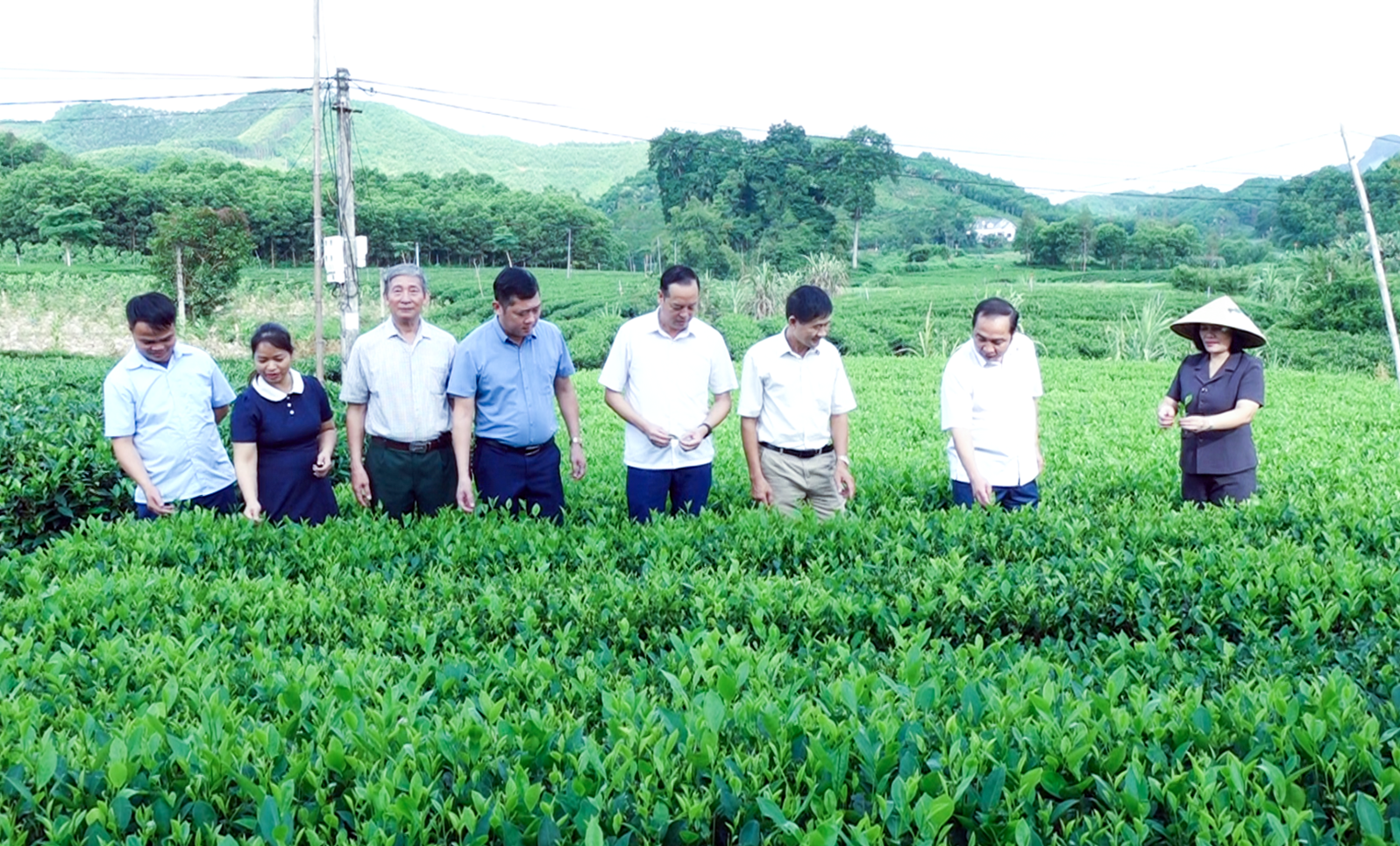 Vo Tranh prepares a series of activities in response to International Tea Festival - Thai Nguyen 2026