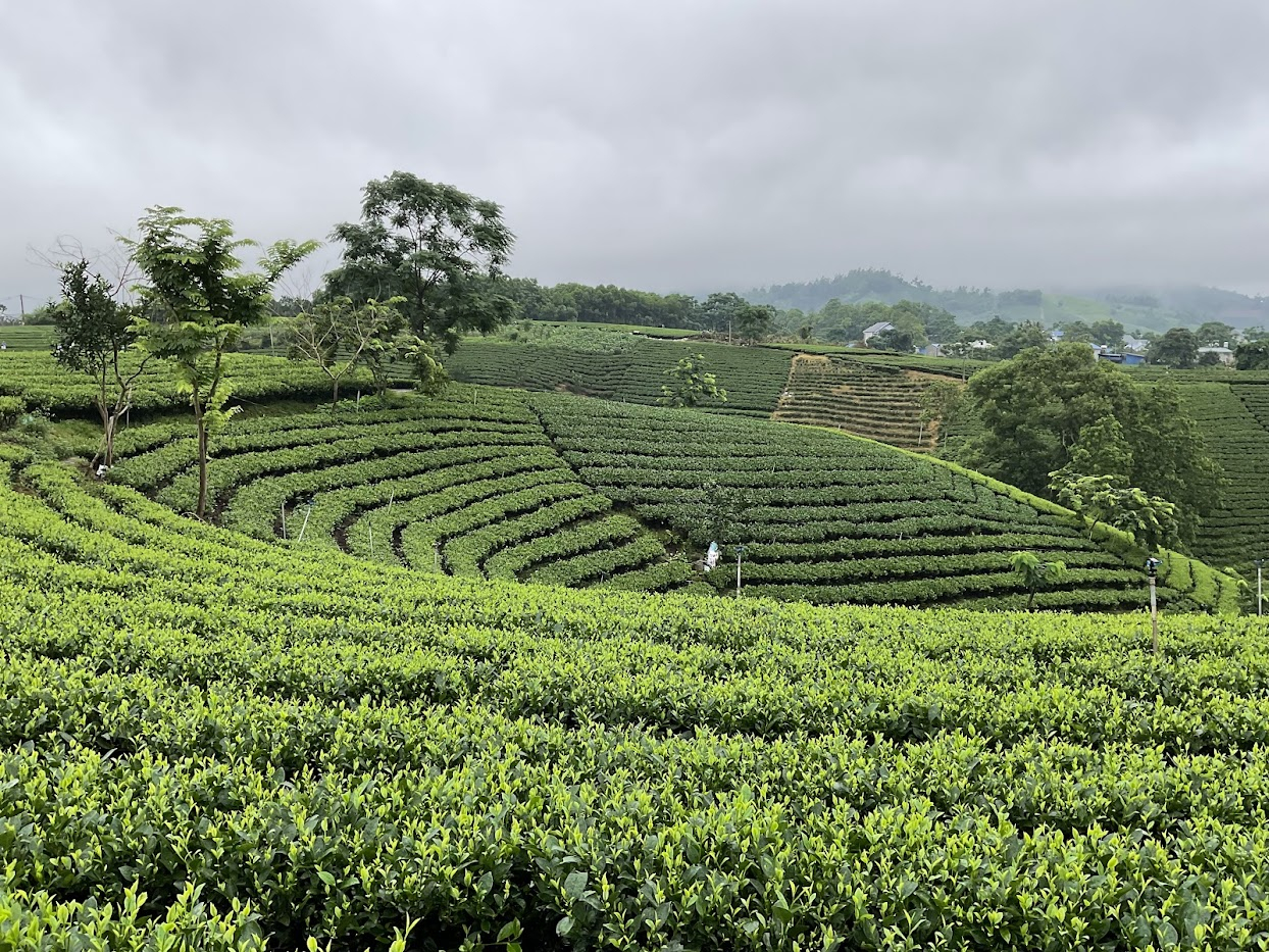 The flavor of tea through life