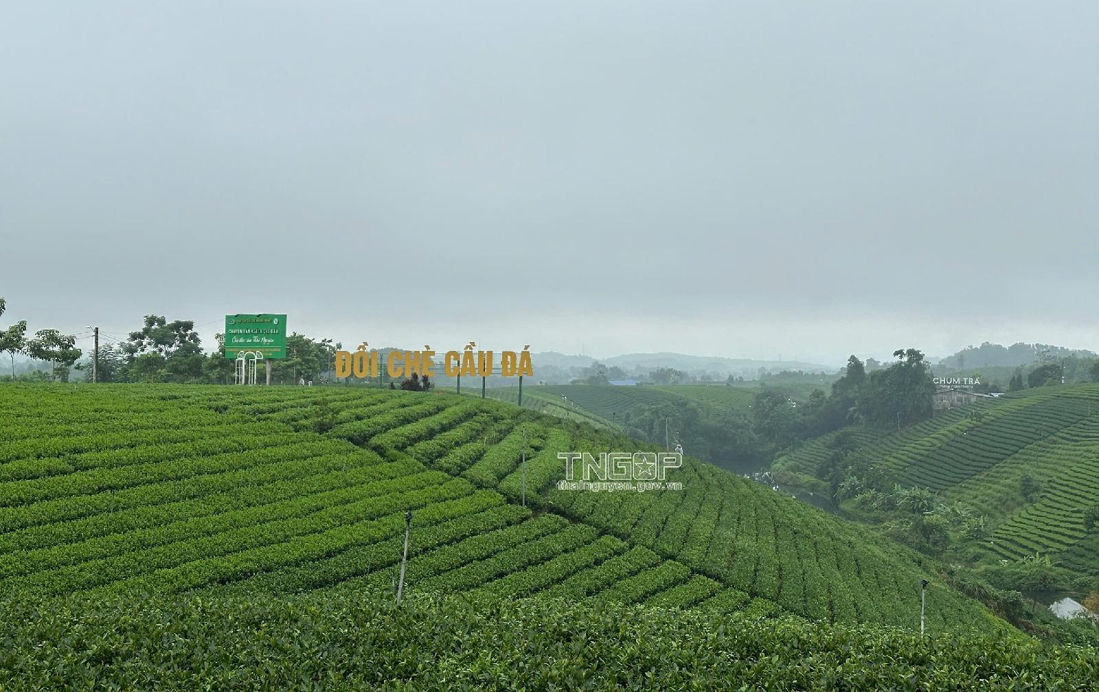새 시대에 ‘제일 명차’의 위상을 굳히다 – 제1기사: 한 차 고장의 갈망