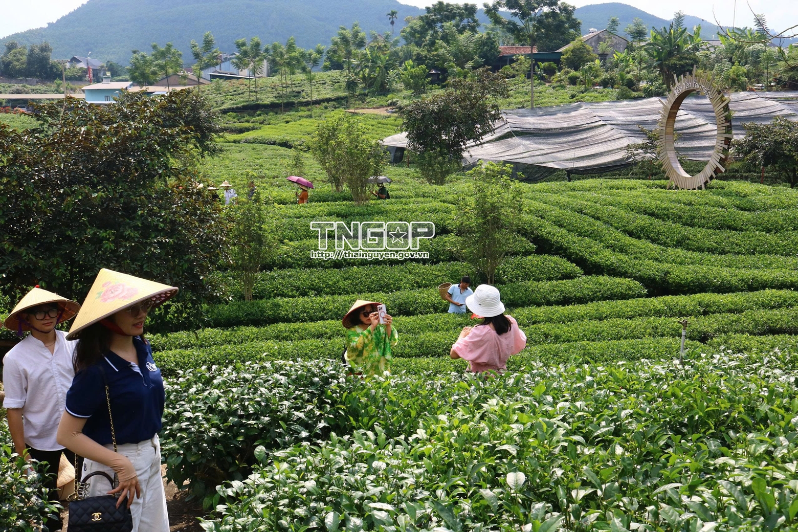 관광산업을 연계하는 차나무