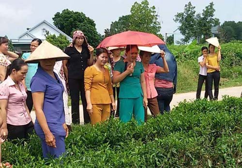 Cán bộ kỹ thuật kiểm tra vườn chè của hộ thành viên HTX