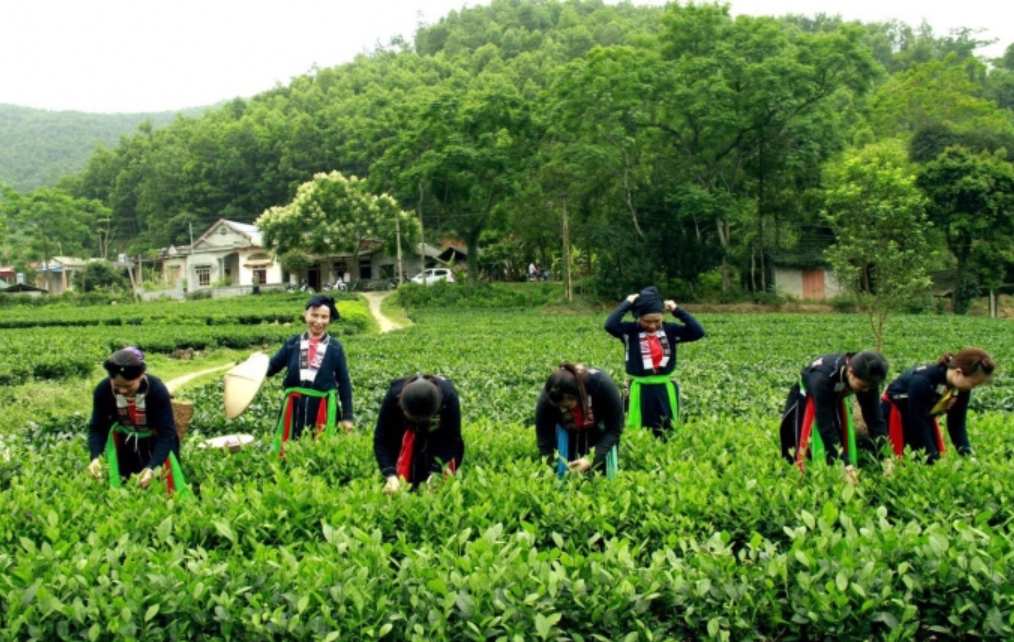 Chè Trại Cài luôn có vị chát và ngọt hậu, một đặc trưng của chè Thái Nguyên. Ảnh: Ngọc Ninh.