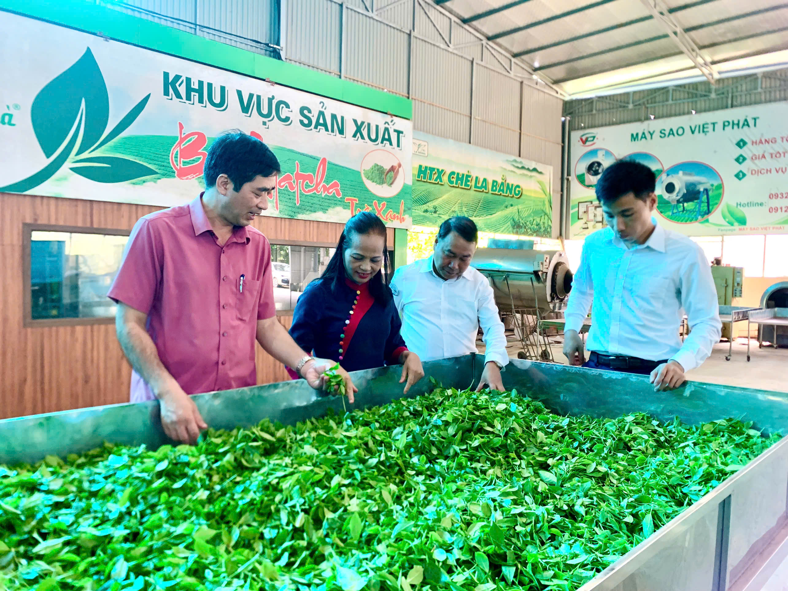 Hành trình xây dựng thương hiệu của HTX Chè La Bằng