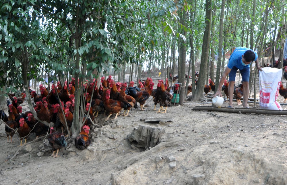 Hội Nông dân tỉnh Thái Nguyên đẩy mạnh hướng dẫn thành lập tổ hợp tác, hợp tác xã theo Luật Hợp tác xã năm 2023