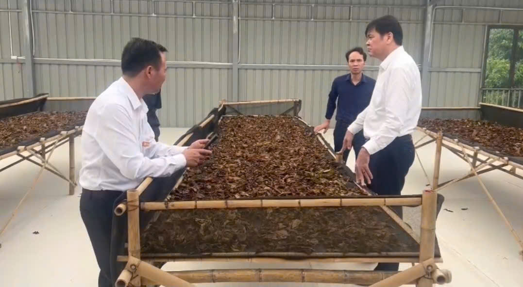 Chủ tịch Hội Nông dân tỉnh Thái Nguyên Phan Thanh Hà: Định hướng phát triển vùng chè Shan tuyết Bản Thái Lạo gắn với du lịch cộng đồng.