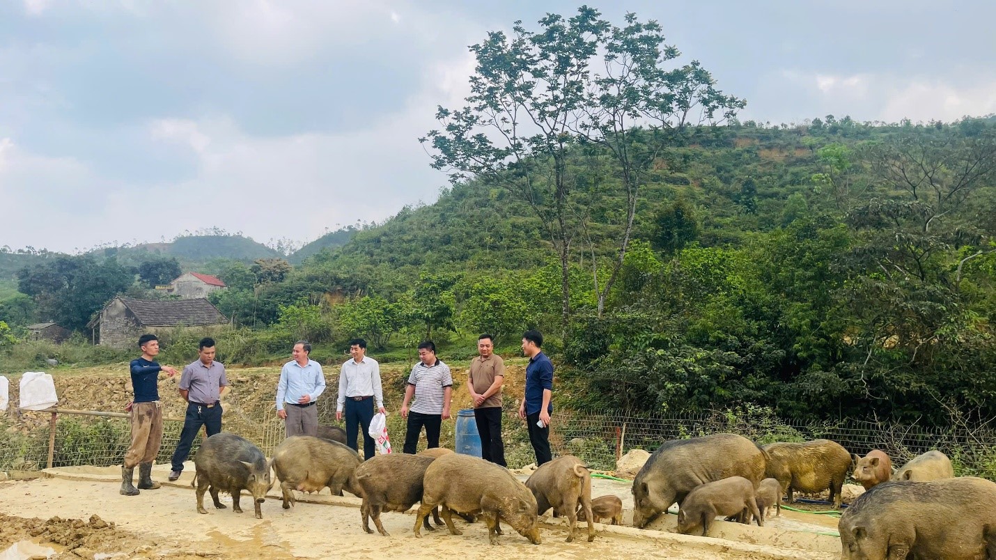Hội Nông dân xã Thành Công: Hiệu quả từ mô hình nuôi lợn rừng bán hoang dã