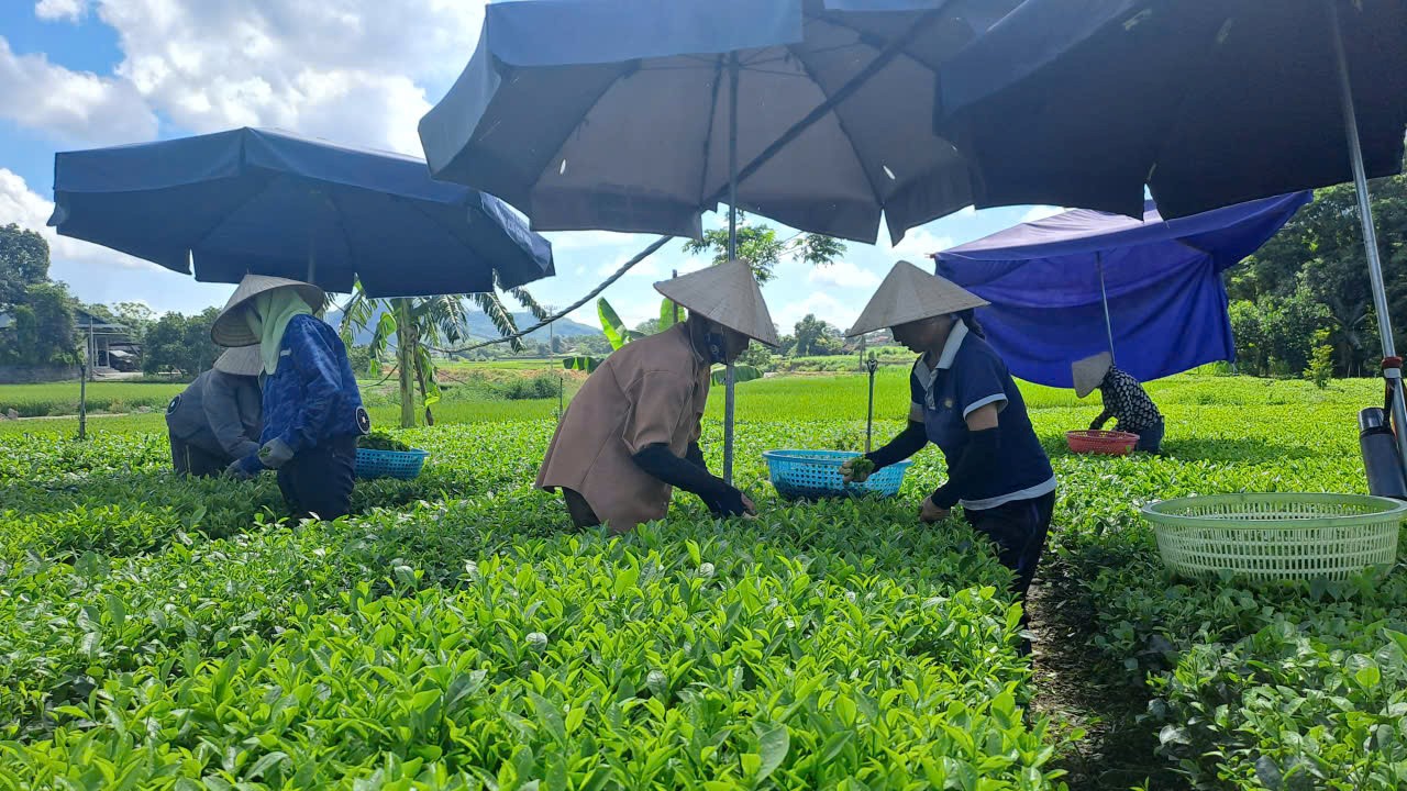 Lan tỏa khí thế thi đua sôi nổi chào mừng Đại hội đại biểu  Đảng bộ tỉnh Thái Nguyên lần thứ I, nhiệm kỳ 2025 - 2030
