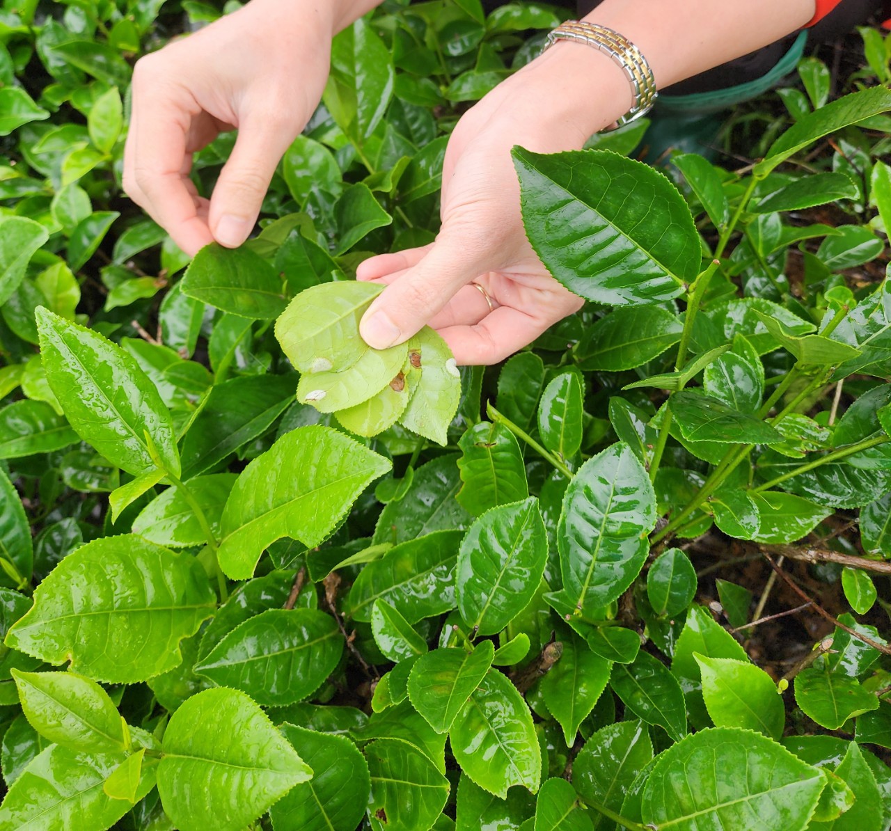 Tập trung chỉ đạo, hướng dẫn phòng trừ bệnh hại trên cây trồng