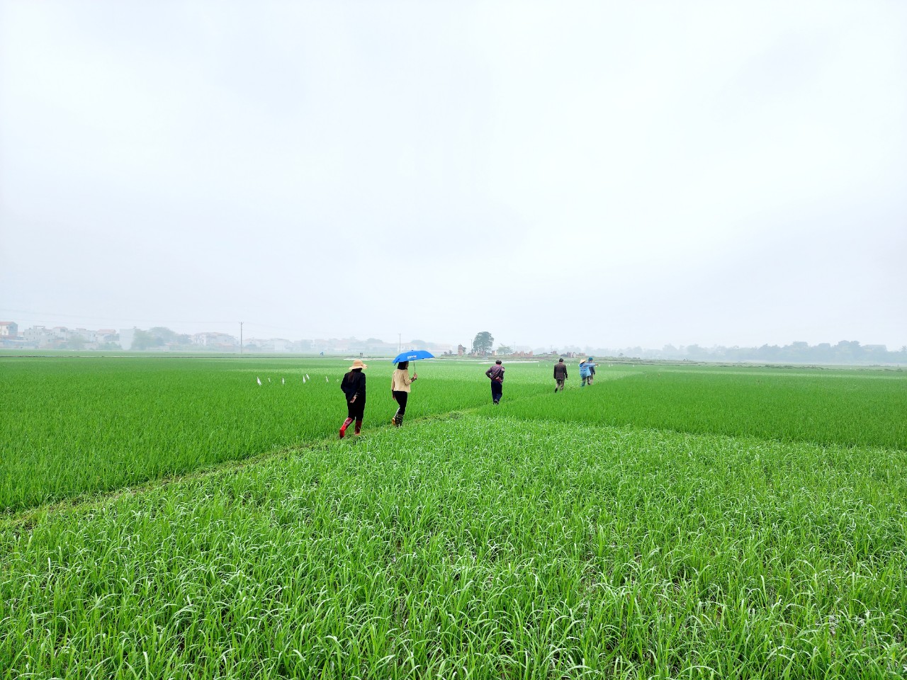 Kiểm tra tiến độ sản xuất vụ Xuân và tình hình dịch hại trên cây lúa, đặc biệt là đối tượng chuột và bệnh đạo ôn hại lúa tại huyện Phú Bình