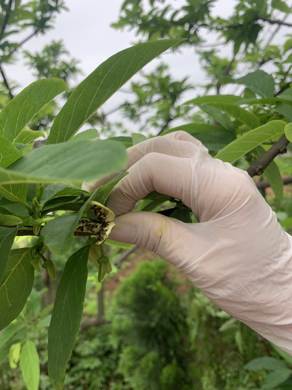 Chủ động kiểm tra và hướng dẫn nông dân các biện pháp phòng trừ sâu bệnh vụ Xuân năm 2024