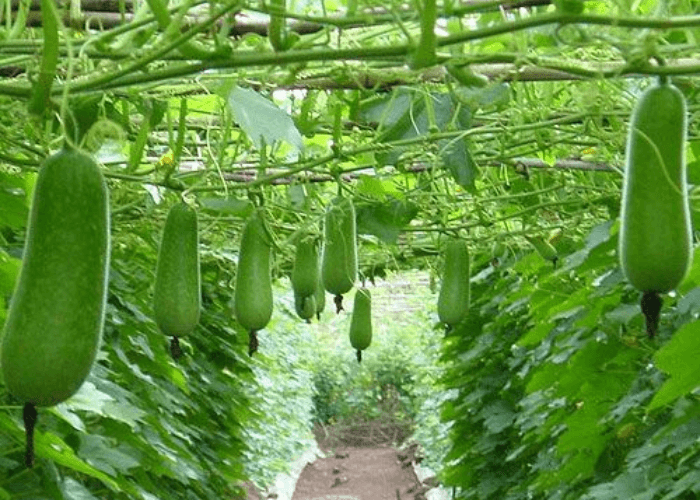 Hướng dẫn phòng trừ bệnh trên cây bí xanh thơm