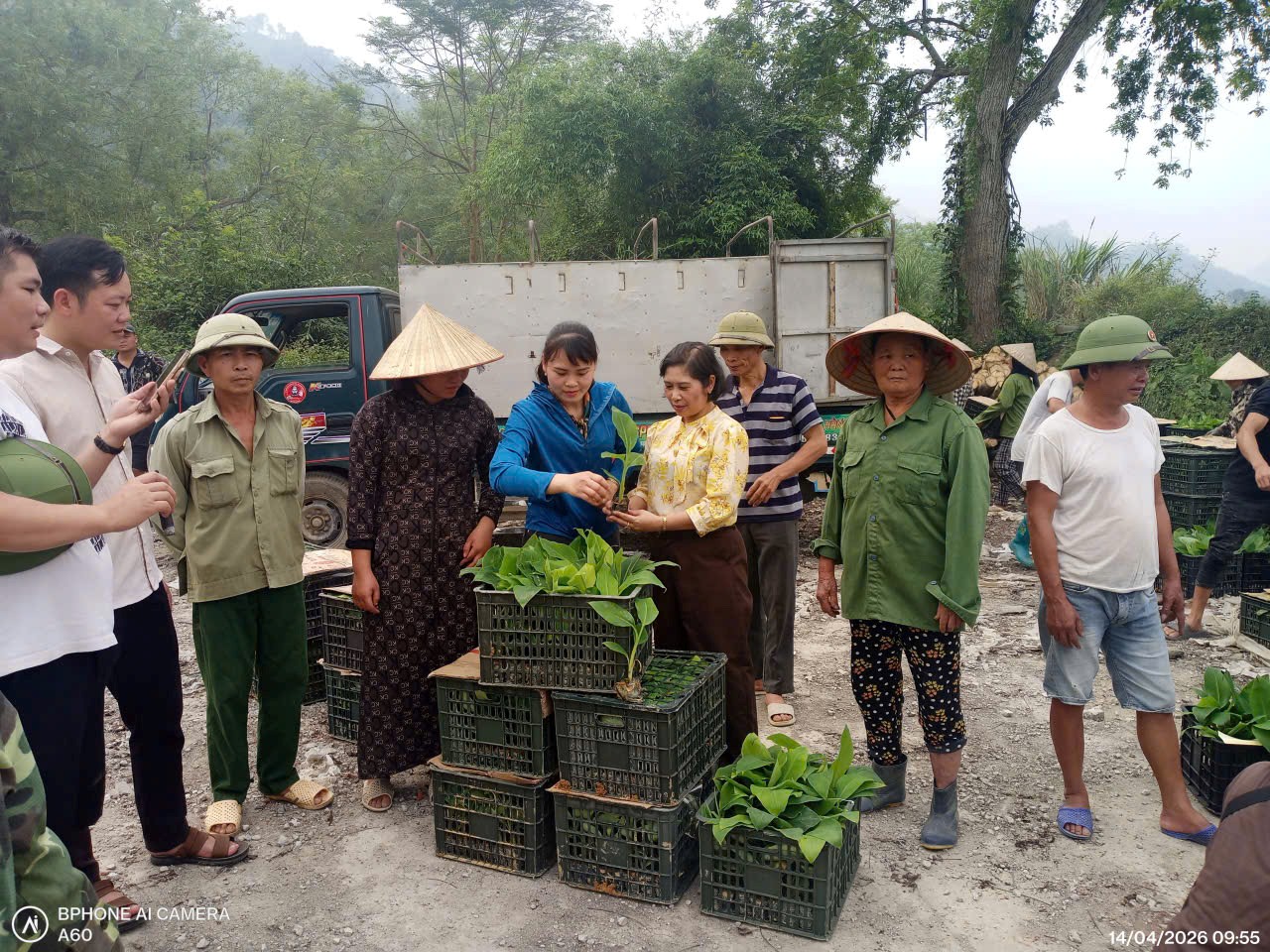 Triển khai cấp giống, vật tư cho mô hình thâm canh cây chuối theo VietGAP gắn với liên kết và tiêu thụ 
