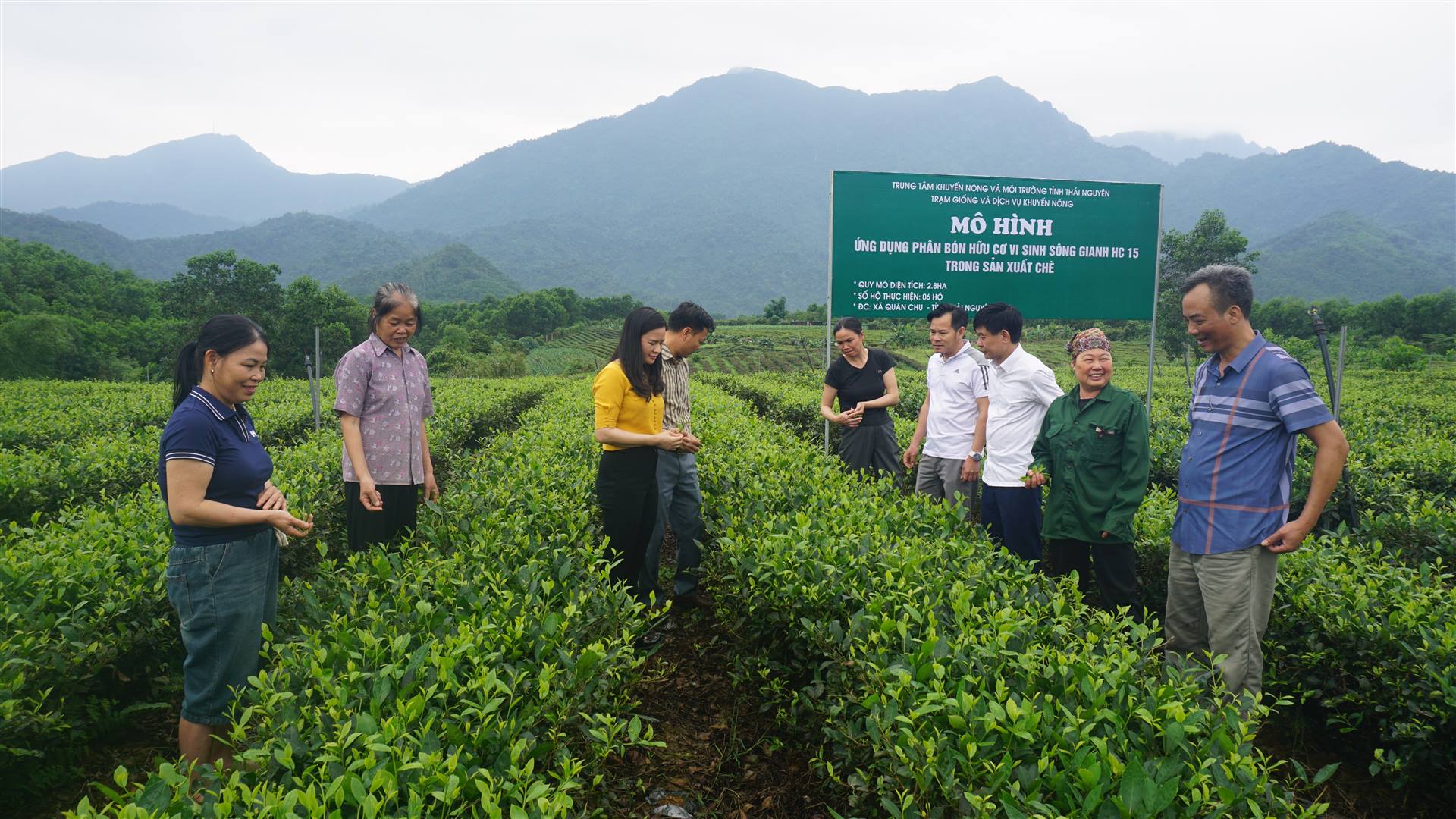 Tập huấn: Mô hình ứng dụng phân bón hữu cơ vi sinh Sông Gianh HC15 trong sản xuất chè