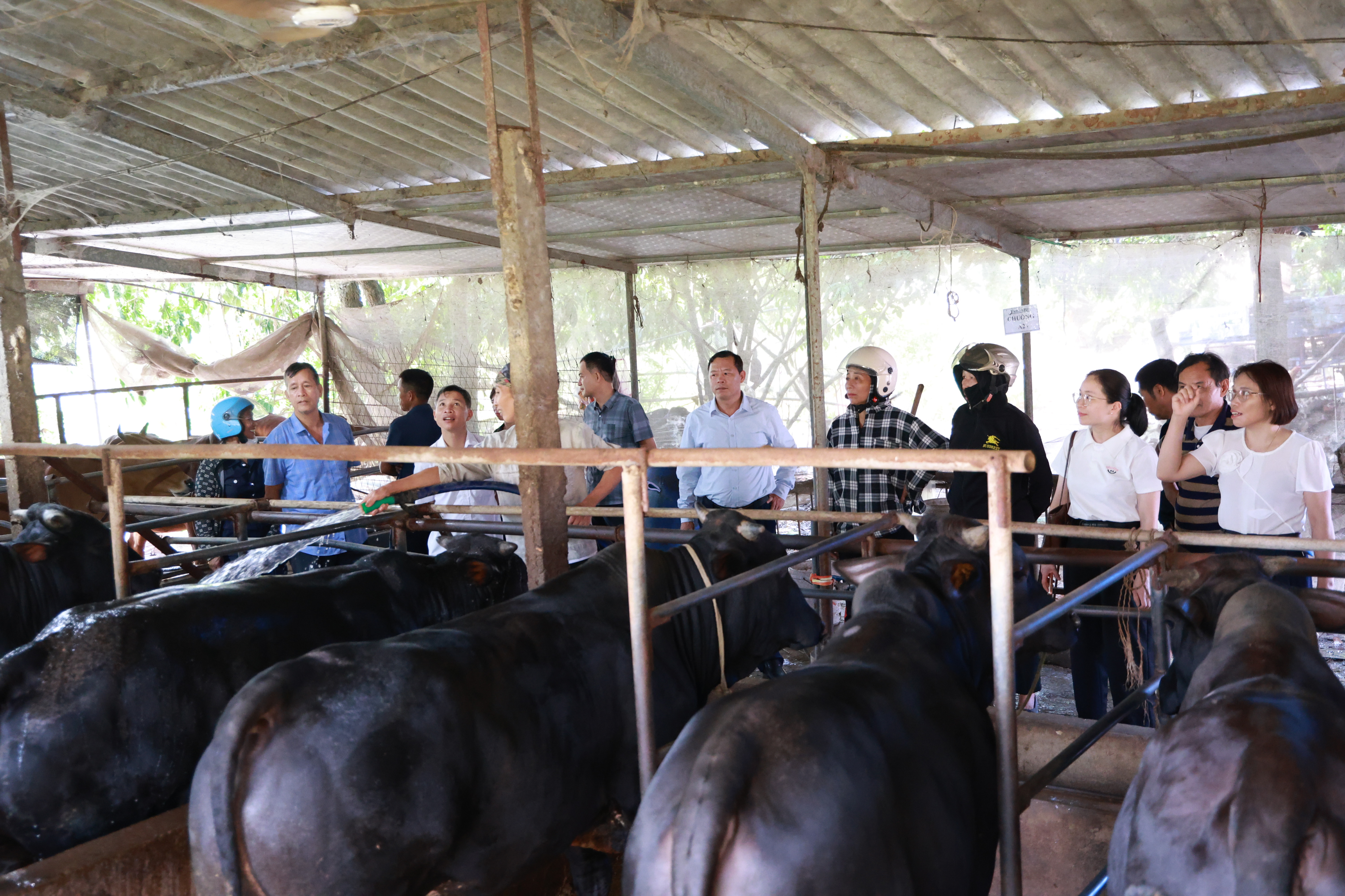 Anh-tin-bai