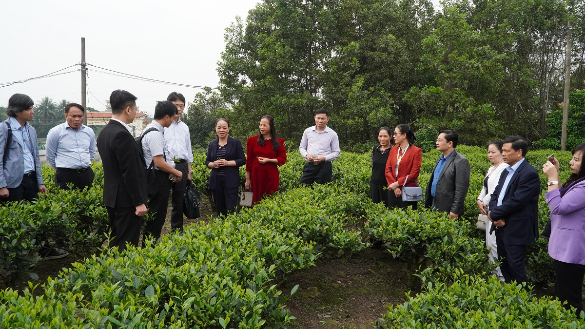 Giới thiệu công nghệ SOFIX trong cải tạo đất trồng chè -0